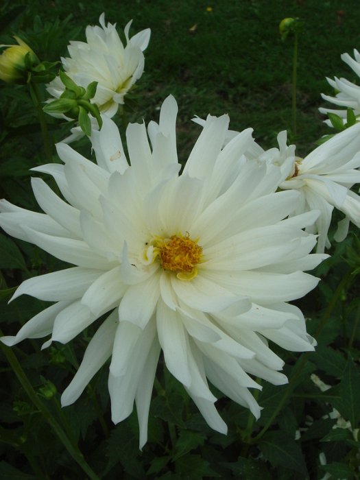 Dahlia x 'White Princess' fleur